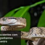 PDF - Prevenção de Acidentes com Animais Peçonhentos – Fundacentro