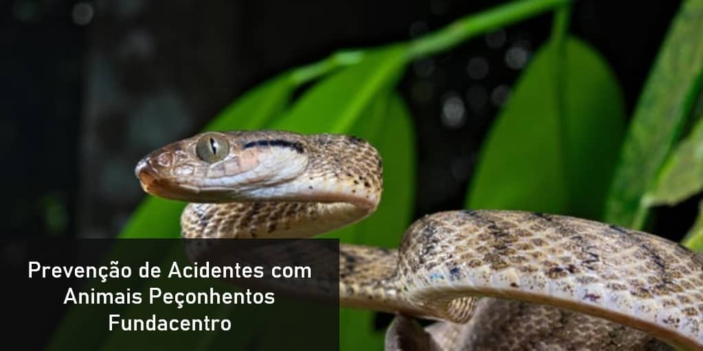 PDF - Prevenção de Acidentes com Animais Peçonhentos – Fundacentro